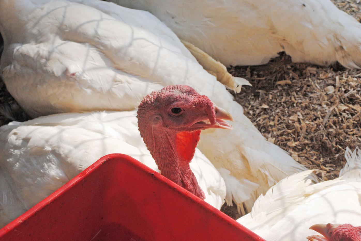 Turkey hill state fair coupon