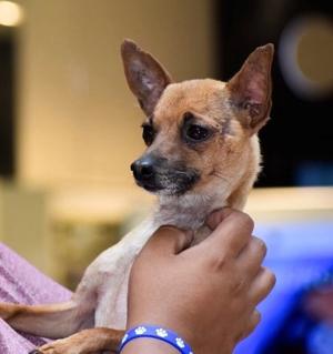 Tuba City Humane Society Adoption Event