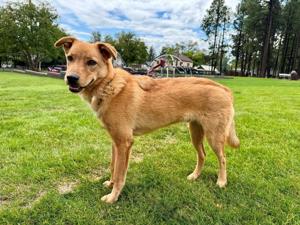 Sweet Sammy seeks a forever home