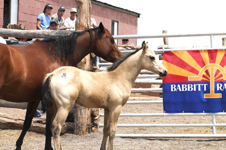 Babbitt Ranches postpones annual colt sale | News | nhonews.com