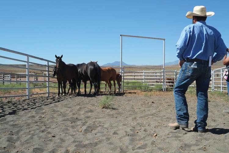 Unbridled beauty Babbitt Ranches holds annual Hashknife Colt Sale July