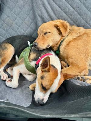 Tuba City Humane Society to Host Fall-Paw-Looza Adoption Event at Flagstaff Mall