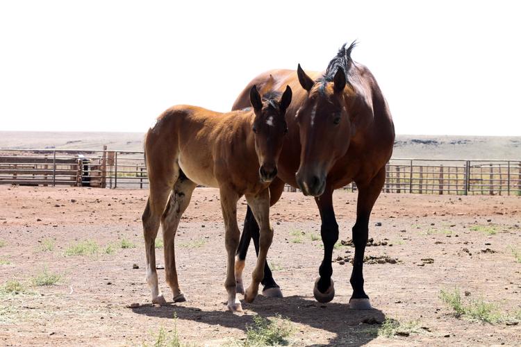 Babbitt Ranches hold annual colt sale west of Flagstaff Features