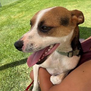 Meet Eddie, the kind of dog that wants to be your best friend