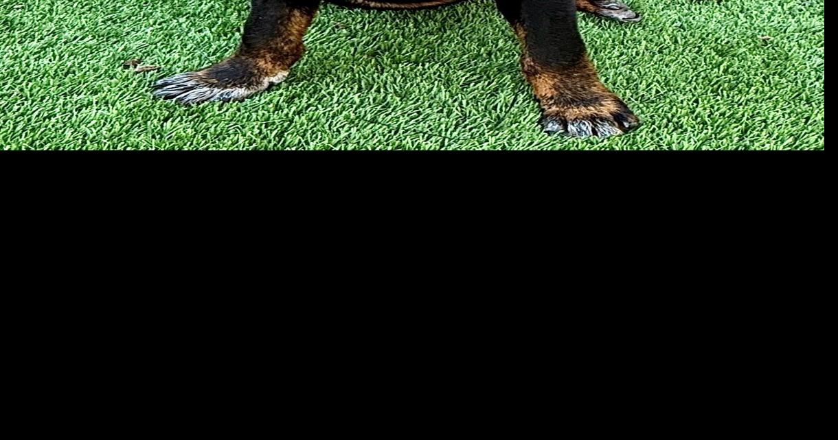 Tuba City Humane Society: Meet Tux