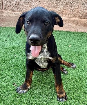 Tuba City Humane Society: Meet Tux