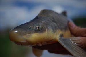 Razorback sucker downlisted from endangered to threatened