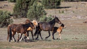 An Urgent Crisis: Wild horses freely roaming the reservation