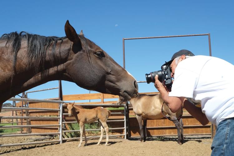Unbridled beauty: Babbitt Ranches holds annual Hashknife Colt Sale July ...