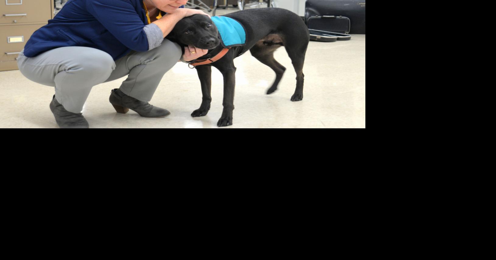 Unleashing student smiles: Therapy dogs give students a serotonin boost | Local News