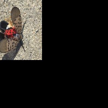 State officials taking action against new invasive insect | Local News ...