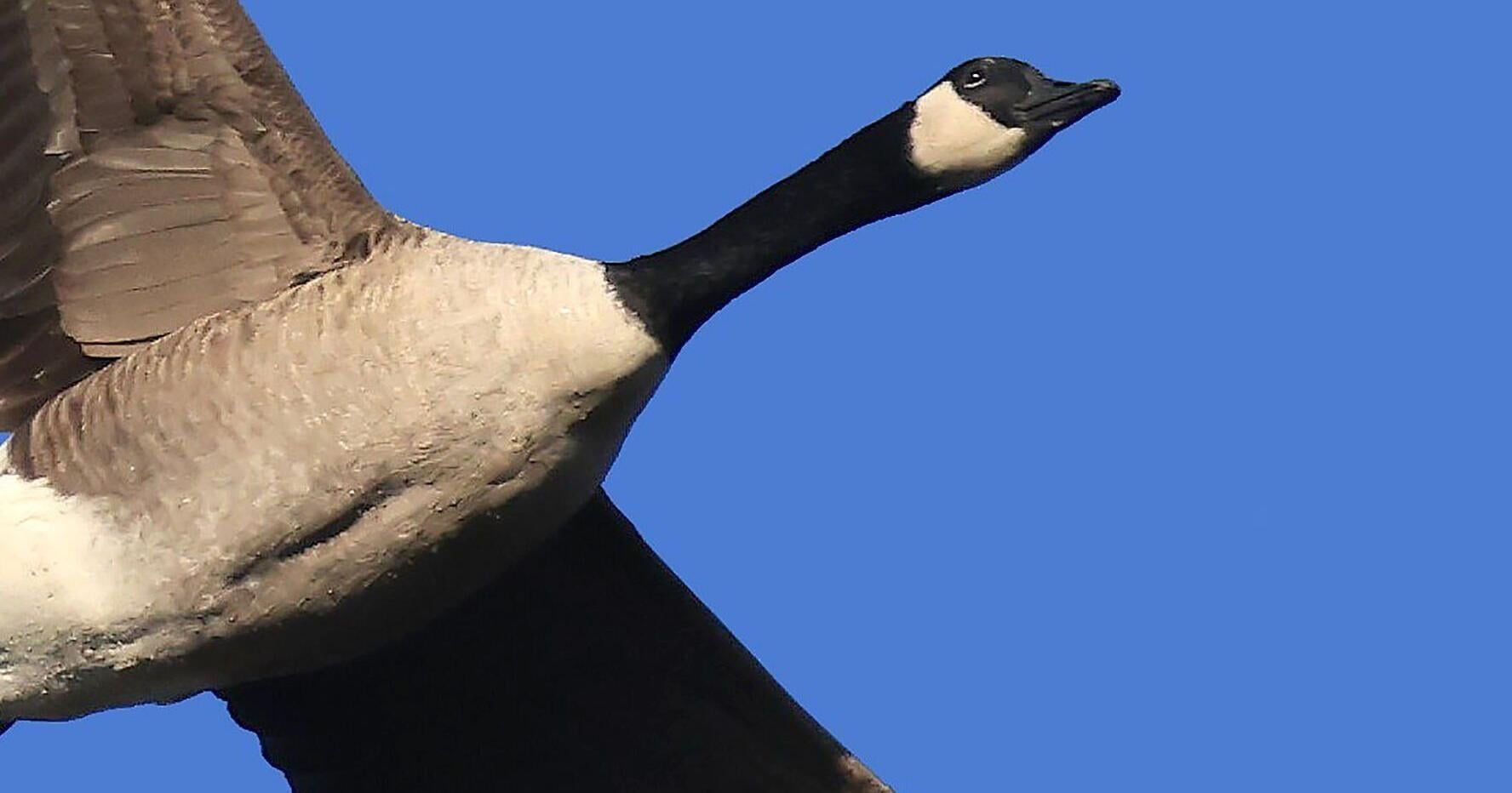 THE GREAT OUTDOORS: Some fun facts about waterfowl - Vimarsana News