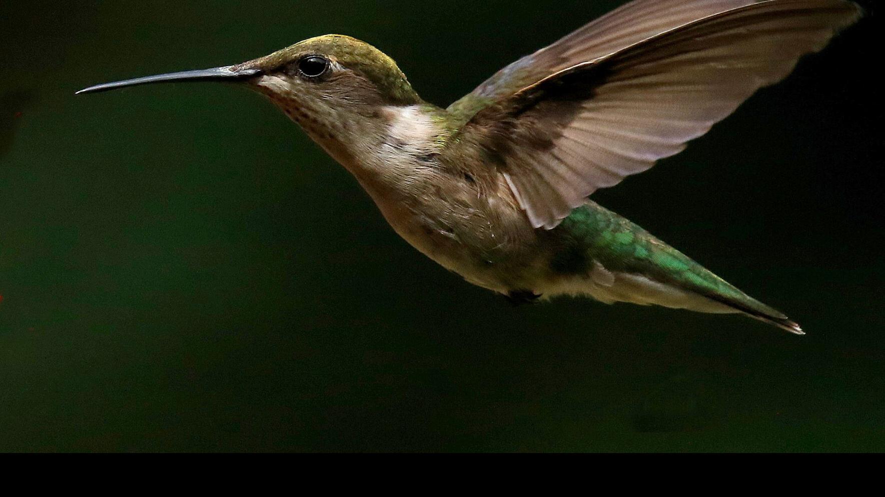 hummingbirds sleeping upside down