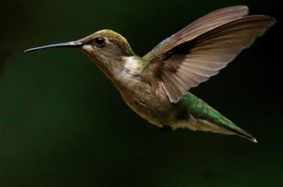 Can a Hummingbird Flap Its Wings 200 Times Per Second 