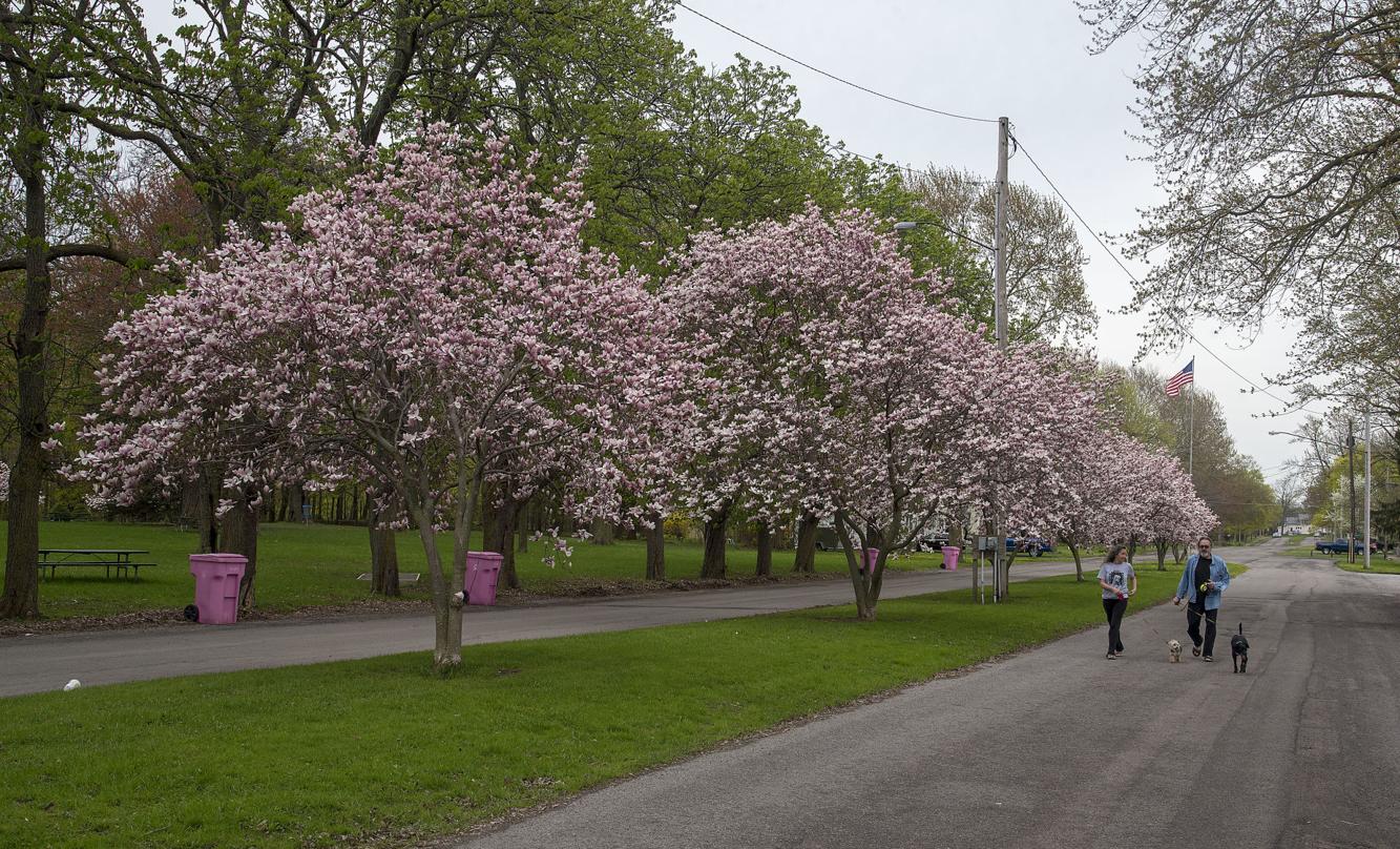 Arbor Day poster contest artwork sought Local News