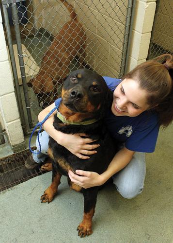 New York puts up $5 million for animal shelter upgrades | Local News | New York puts up $5 million for animal shelter upgrades | Local News |