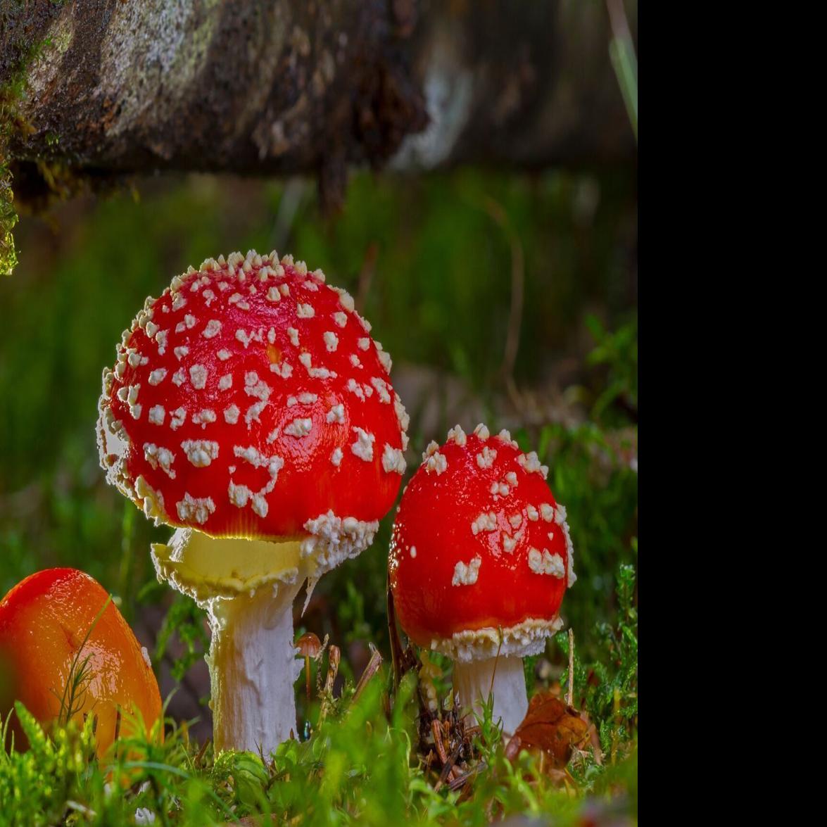 Fungi are fundamental: Scientists say spore producers can ...