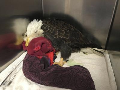 Bald eagle threat: Ammo left behind by hunters | News | niagara-gazette.com