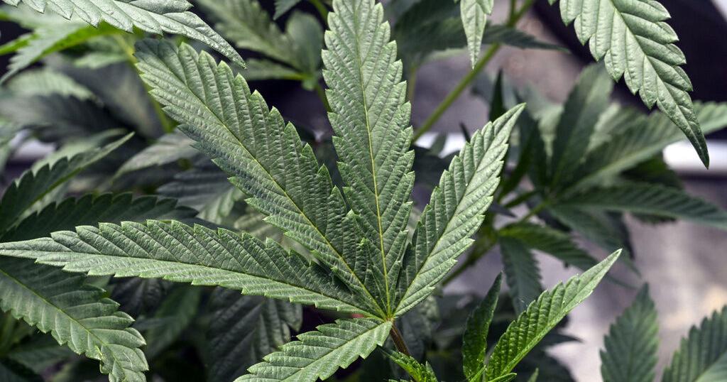 Porter enacts six-month moratorium on new cannabis facilities