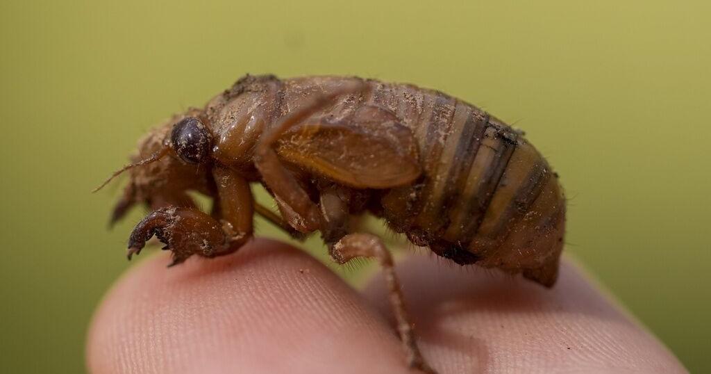 Are you ready for cicada-geddon? It's the biggest bug emergence in centuries - Vimarsana News