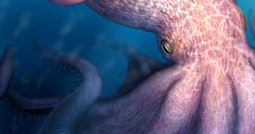 Massive kraken-like octopus may have prowled the seas during the age of dinosaurs