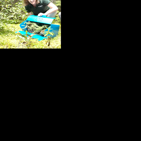 DEC concludes 13-year effort to boost spruce grouse population