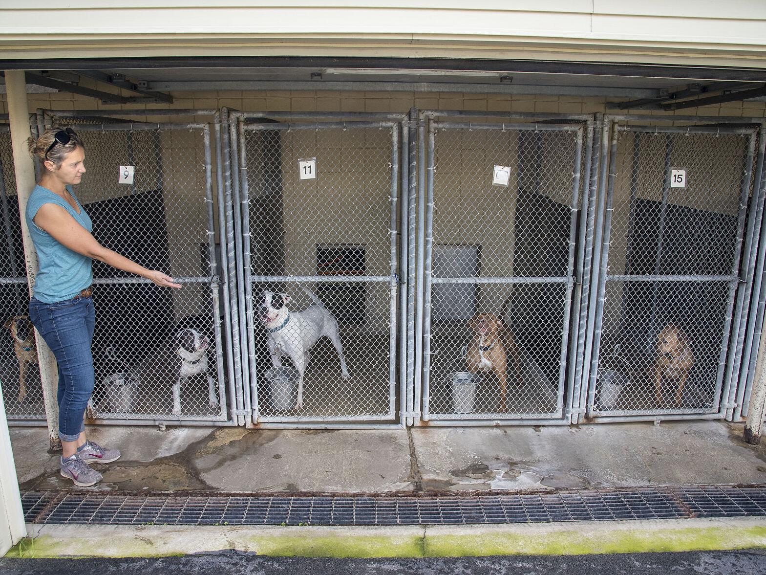 Animal shelters and rescues struggling with crisis of animal abandonment |  Local News 