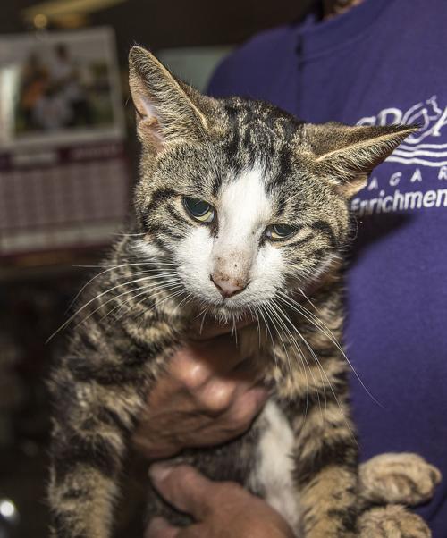 190828 Pet of the Week.jpg