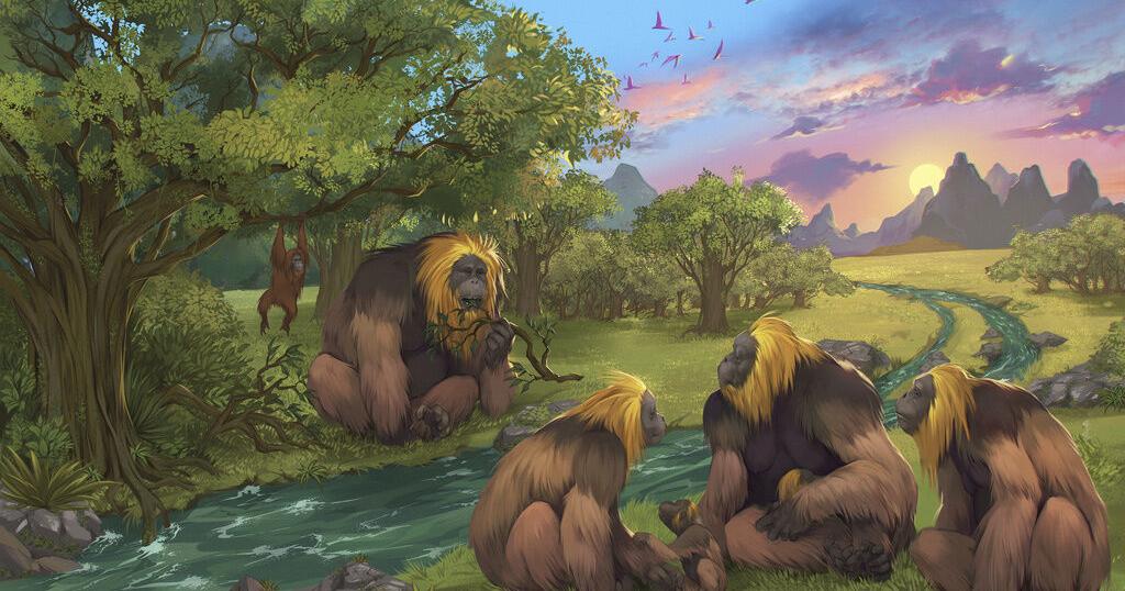 The largest great ape to ever live went extinct because of climate change, says new study - Vimarsana News