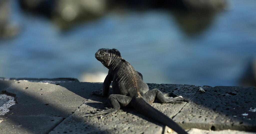 Endangered species convention proposes new rules for growing exotic pet trade