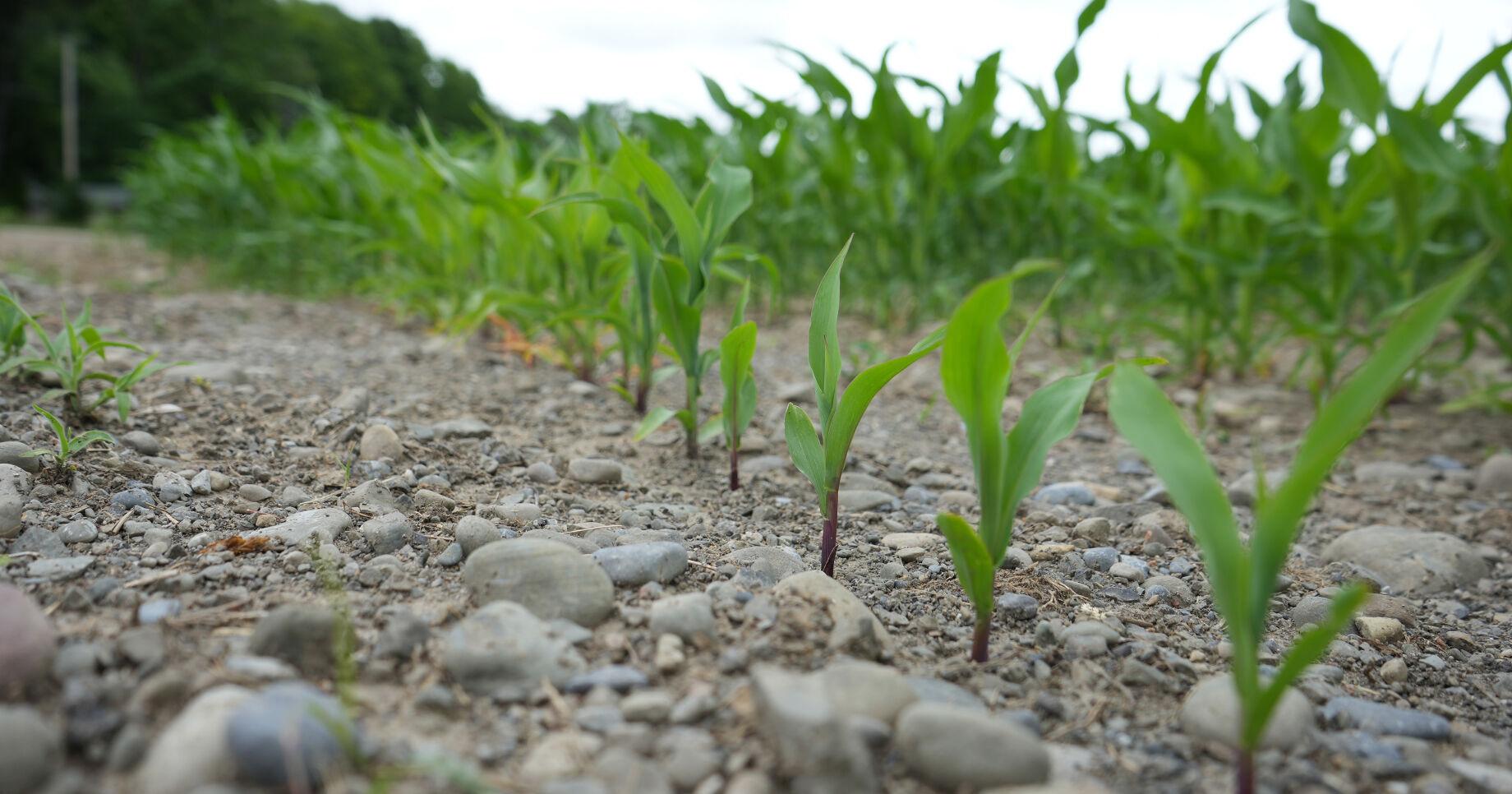 Farmers groups, pesticide users unhappy with Birds and Bees bill - Vimarsana News
