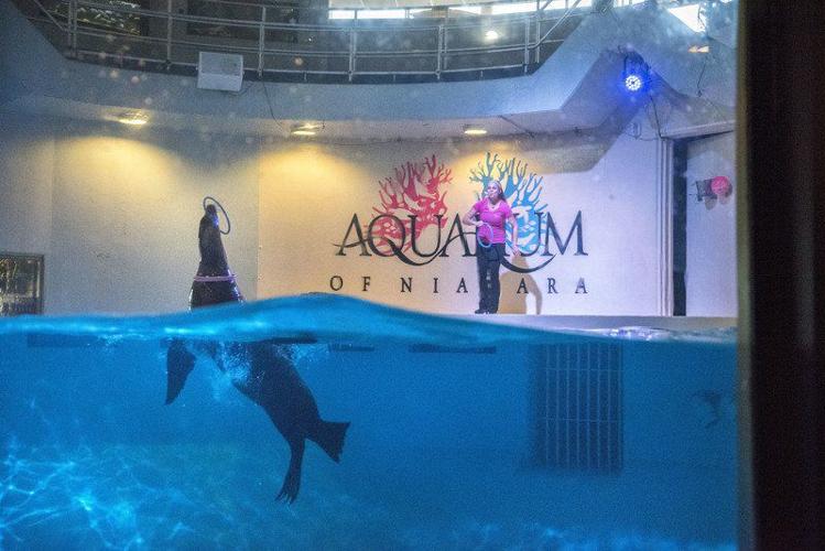 Marine Mammals - Aquarium of Niagara