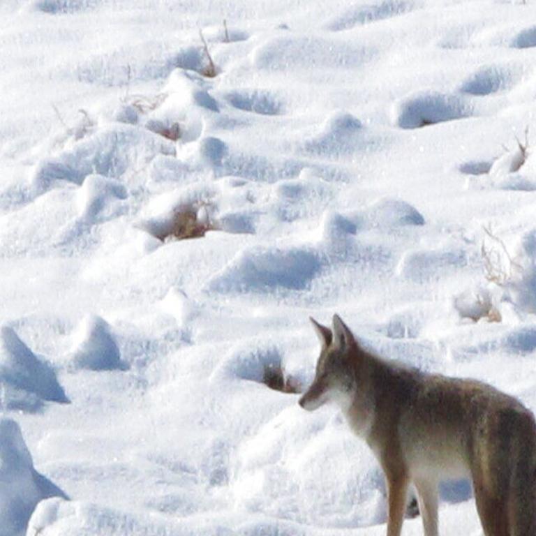 Mating season for coyotes amplifies the howling in San Antonio's urban  wildlife soundtrack