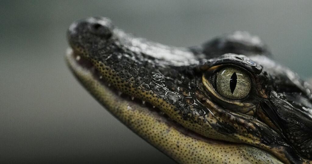 Louisiana's alligator farms raise the reptiles for meat, skins — and conservation