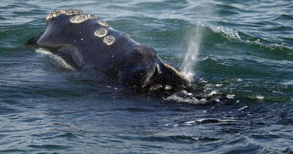 Vanishing whale's decline worse than previously thought, feds say - Vimarsana News