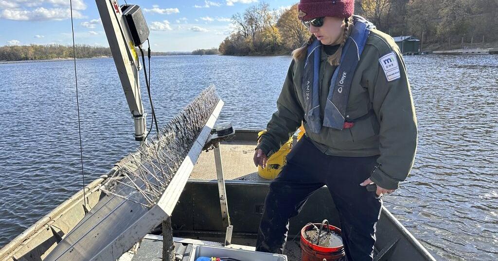 Do snitches net fishes? Scientists turn invasive carp into traitors to slow their Great Lakes push - Vimarsana News