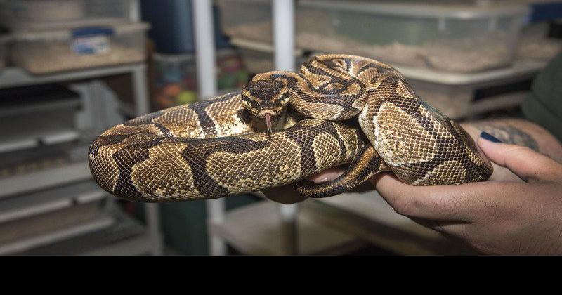 SPCA deals with snakes, quail | Local News | niagara-gazette.com