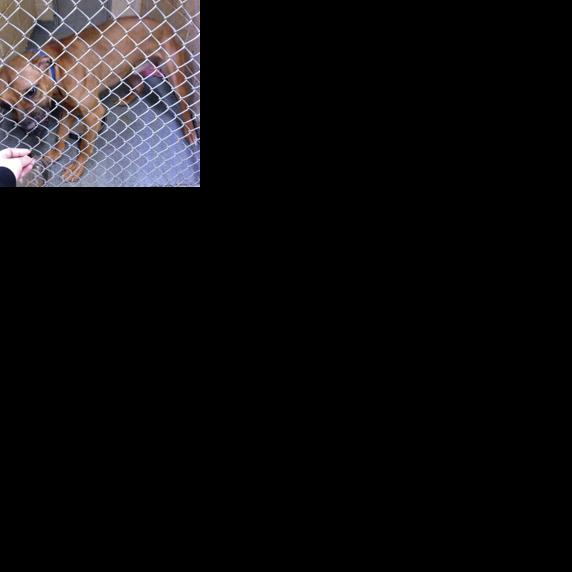 Falls man charged after injured dogs found by police | Local News ...