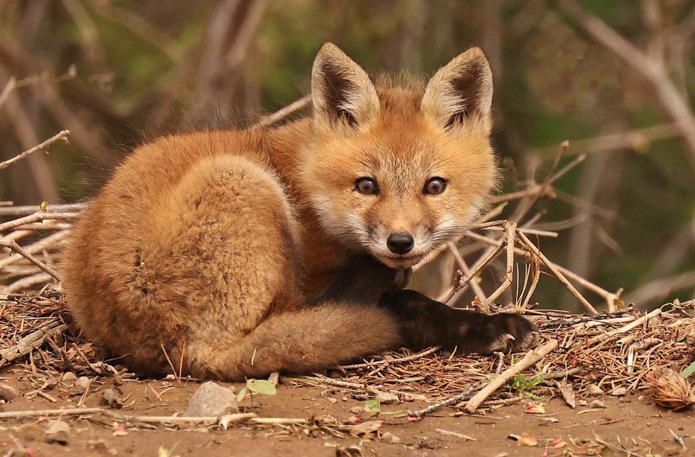 THE GREAT OUTDOORS: Red fox kits, another springtime joy