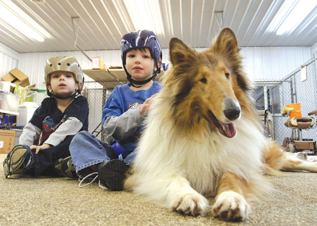 Rough collie hot sale seizures