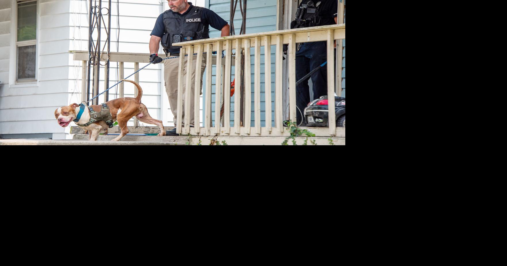 Owner sought after dogs found abandoned in vacant Falls home | Crime ...