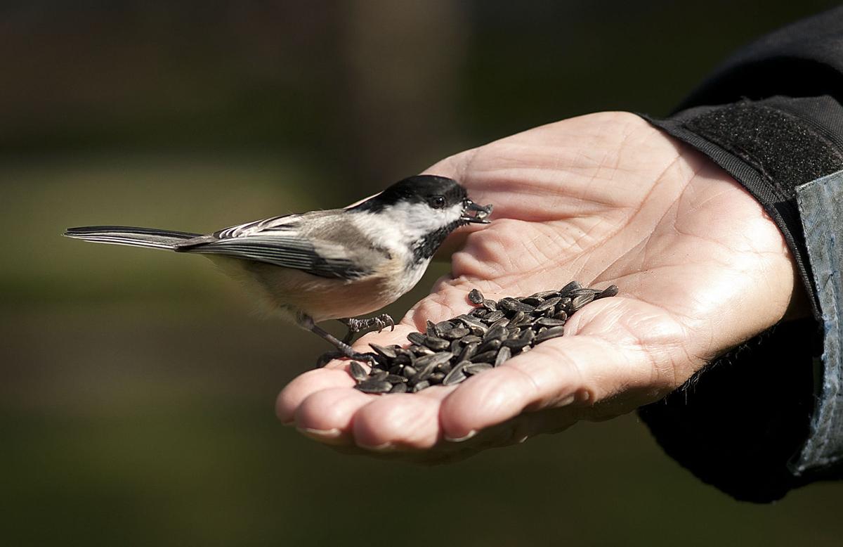 Birdman Travels To Falls To Feed Birds Squirrels Lifestyles