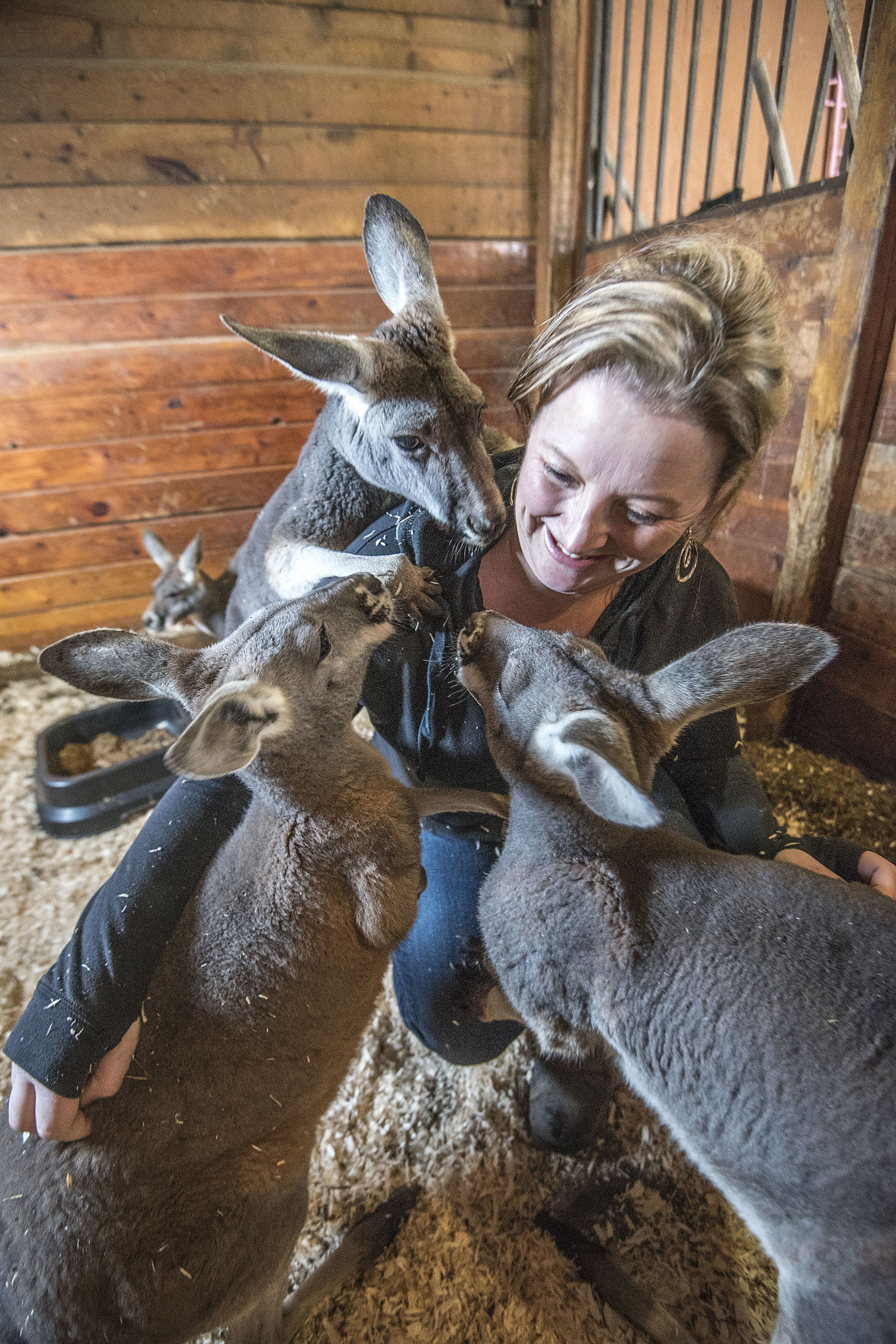 Kangaroos In Niagara Sanborn Woman Plans Australian Themed Petting Zoo News Niagara Gazette Com - wind blox australia