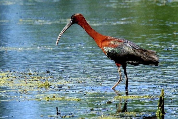 THE GREAT OUTDOORS: A surprise encounter with a rare glossy ibis