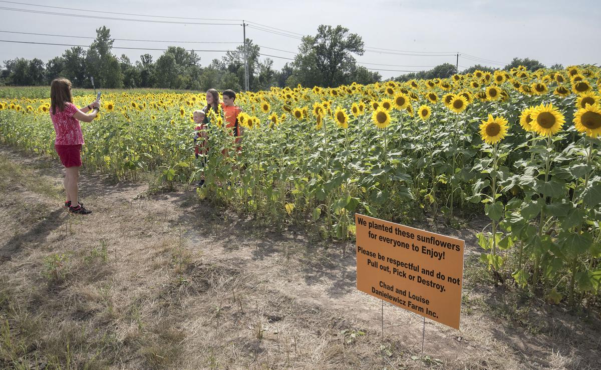 SLIDESHOW Field of sunflowers gaining notice in Sanborn Gallery