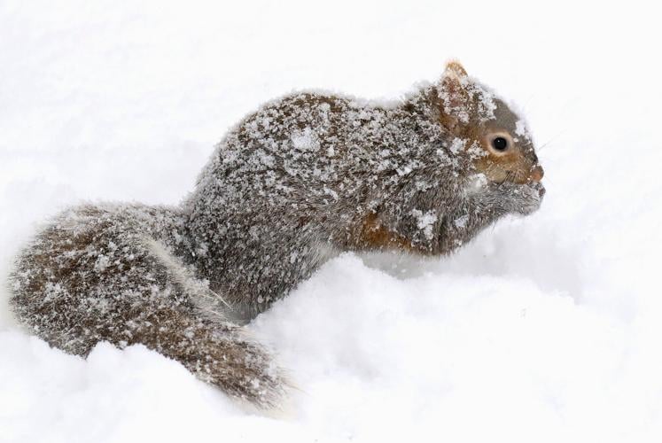 THE GREAT OUTDOORS: The gray squirrel, a fiendish little charmer ...