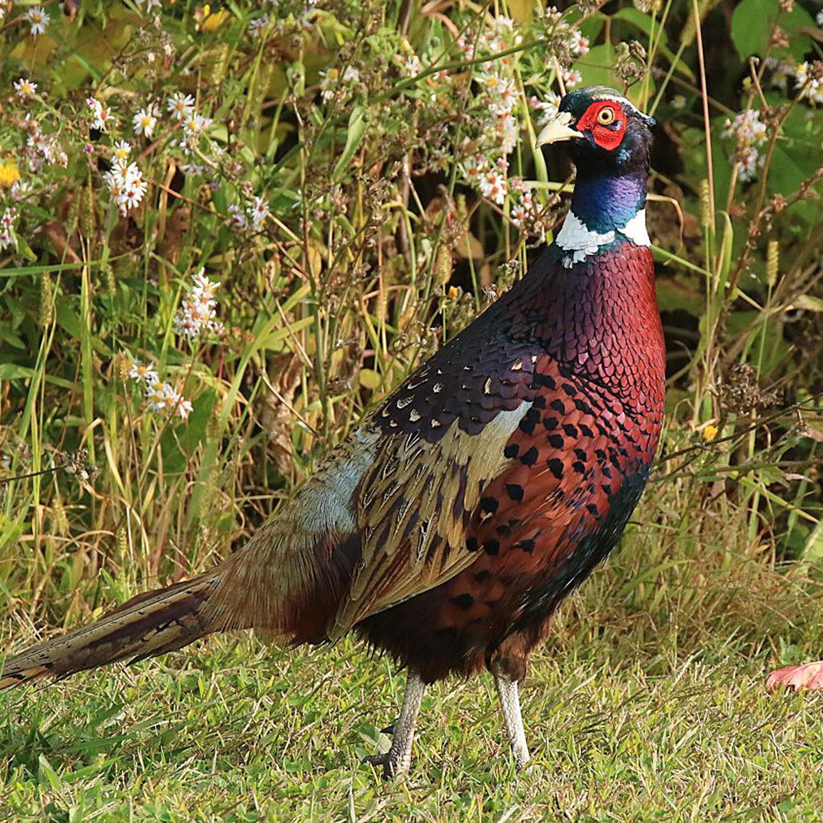 The Great Outdoors Ring Neck Pheasant Is Quite A Game Bird Community Niagara Gazette Com