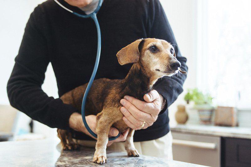 Lockport Vet Offers Pets In Home Euthanasia Hospice Care Features Niagara Gazette Com