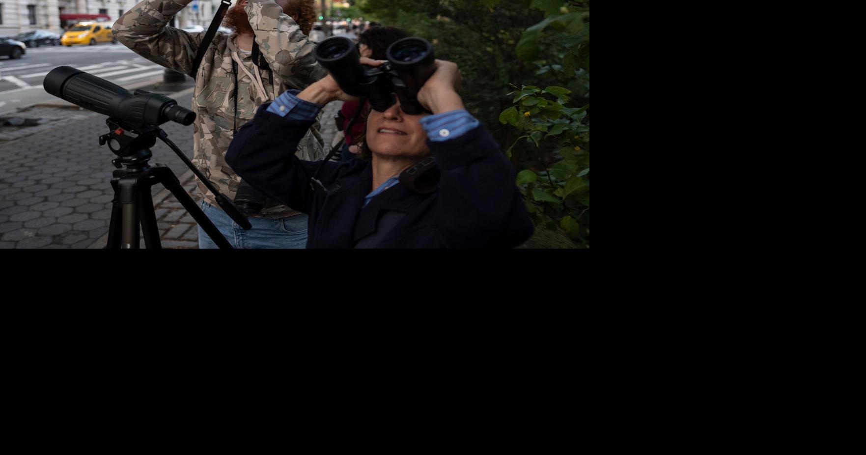 A rare family of barn owls moved into Manhattan's Upper West Side. New Yorkers are captivated