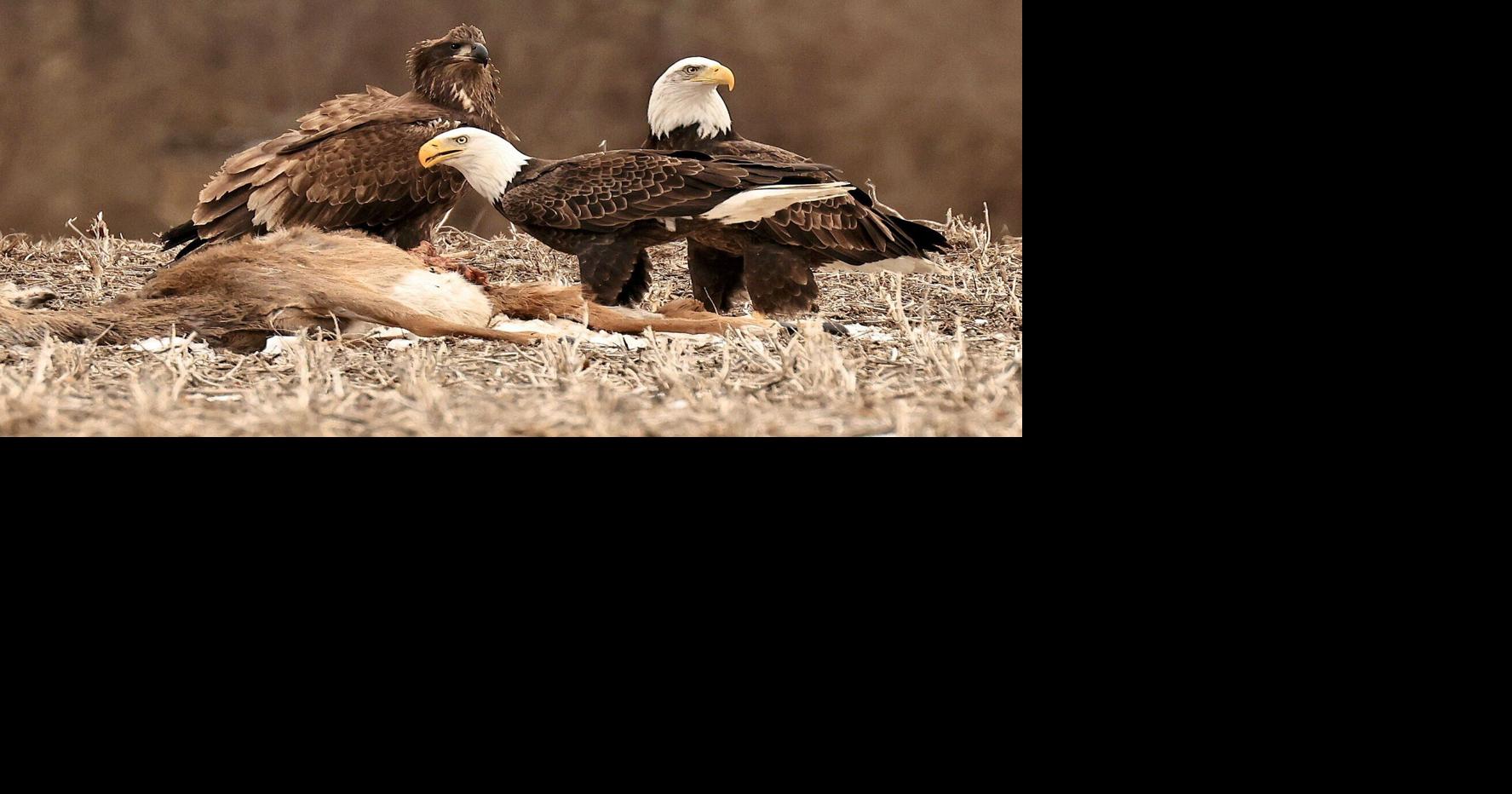 THE GREAT OUTDOORS: Patience pays off with bald eagles